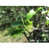 Camellia sinensis à grandes feuilles, Yunnan